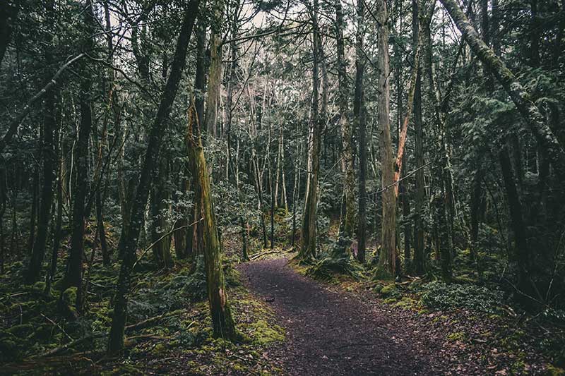 Aokigahara Forest, Japan